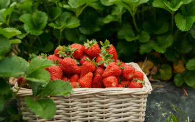 Beneficii căpșuni. Recomandări si 3 rețete cu căpșuni. 0 (0)